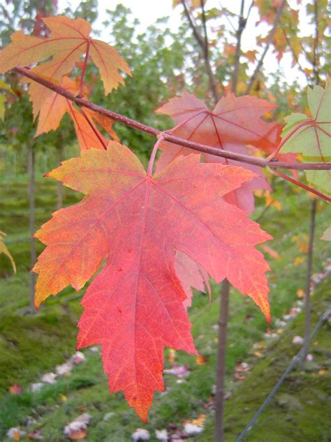 Autumn Blaze Maple Tree ~ Autumn Crafts Picture