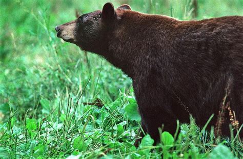 Tips To Keep Michigan Black Bears At A Distance