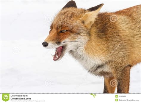 Foxes On Watch Stock Image Image Of Hair Animal Winter