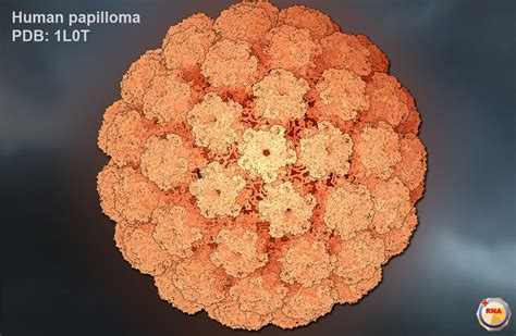 Virusworld Human Papilloma Virus
