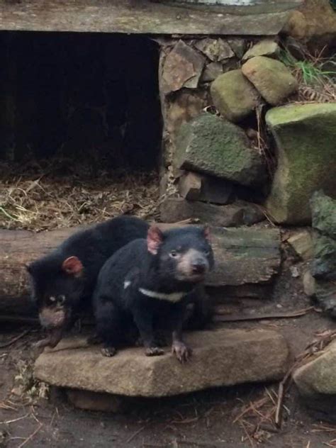 However, the tasmanian devil population is being devastated and how do you use a proper noun? Tasmanian Devil Unzoo & Tasman Peninsula | Activities in ...