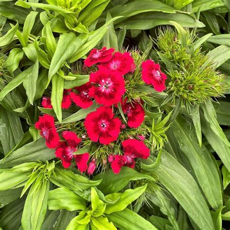 Dianthus ‘barbarini Red Sweet Williams 1gal Cavanos Perennials
