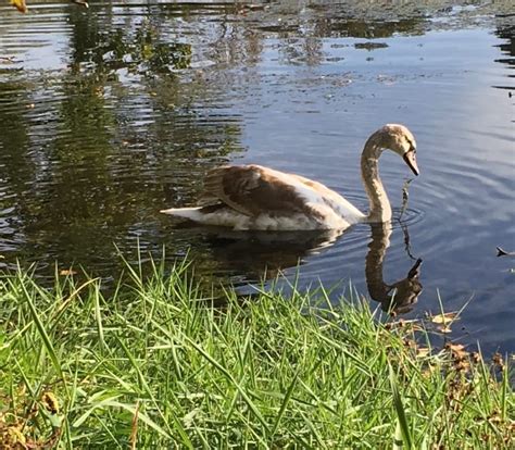 Besides being an eyesore, the fishing line can also be deadly. Fishing Causes Bird Death at Frank Melville Park | TBR ...