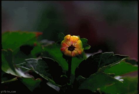 A great gift for a girl. 16 Beautiful Flowers Animated Gifs - Best Animations