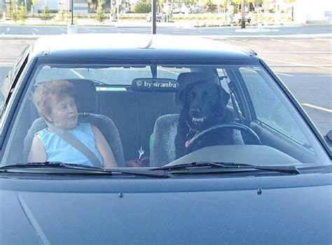 40 Cool Dogs Driving Cars 40 Pics Amazing Creatures