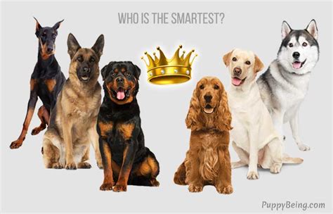 117 Smartest Dog Breeds Top Intelligent Canines Ranked