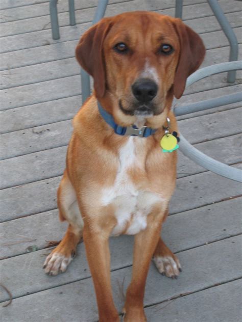 The redbone coonhound is an affectionate companion which enjoys spending time with its family, either playing games or simply laying around. Redbone Coonhound Breed Guide - Learn about the Redbone Coonhound.