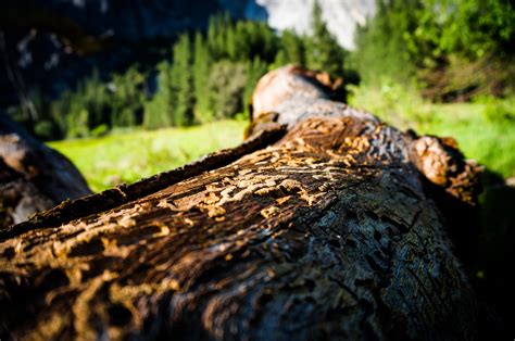 Free Images Landscape Tree Nature Forest Outdoor Rock