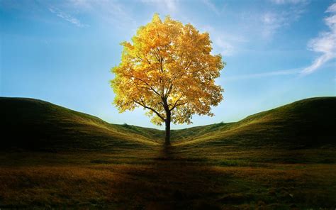 Free Download Yellow Tree Wallpapers 1920x1200 For Your Desktop