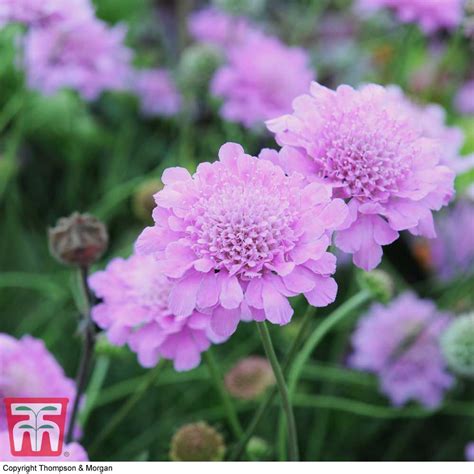 Scabious Kudos Pink Thompson And Morgan