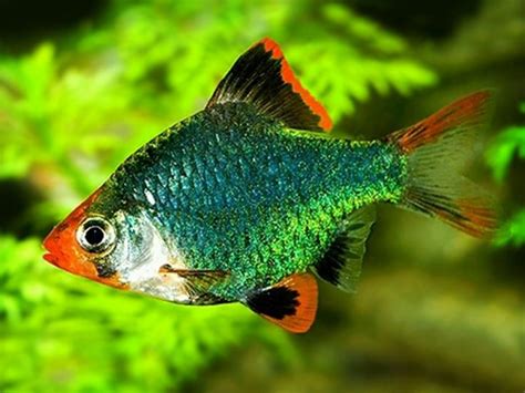 Green Tiger Barb Get It From Https Fishplace Eu Product Green Tiger Barb Price Starts From