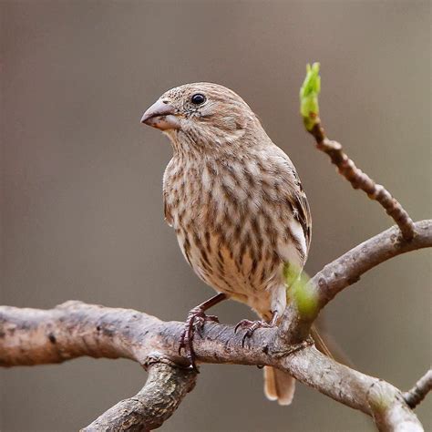 All You Need To Know About Female Finch Bird Bird Lover