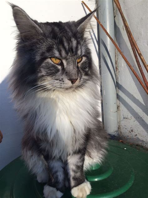 Be spayed or neutered (up to $500 in savings). Maine Coon Kittens Available In Pa - Pet Inspiration