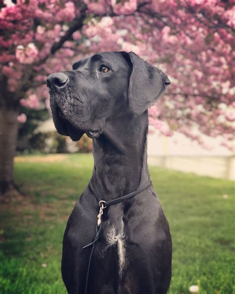 Colorado view/post great dane dogs for adoption in colorado on rescue me!: IG: reagan_and_axel Spring is finally here!!! My handsome ...