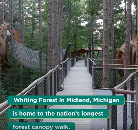 Whiting Forest In Midland Mi Is Home To The Longest Forest Canopy Walk