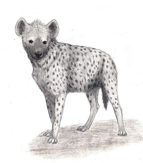 How To Draw A Spotted Hyena Hyena Creature Drawings Nature Sketch