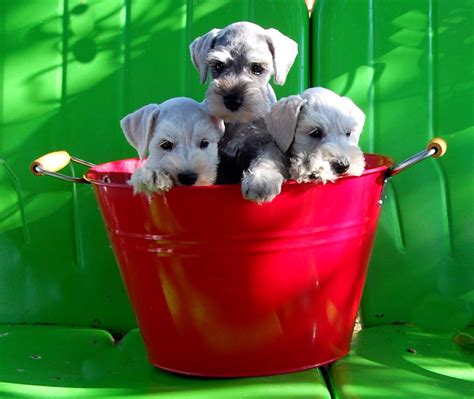 Schnauzer puppies ebay pet classifieds ad id 34837765 | Schnauzer puppy ...