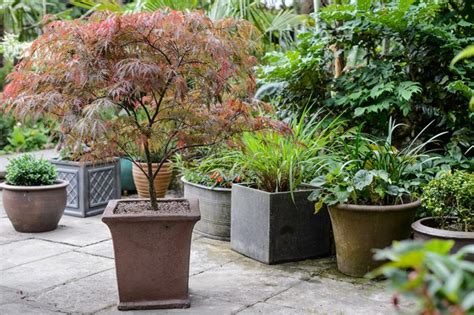 Best Trees To Grow In Pots Bbc Gardeners World Magazine