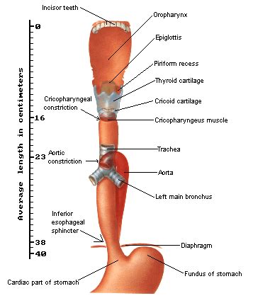 Oesophagus Anatomy Diagram With Parts