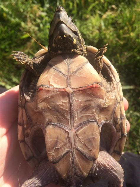 Shell fleet hub lets you manage your shell card account quickly and easily. Musk turtle with broken shell - vet time? : turtle