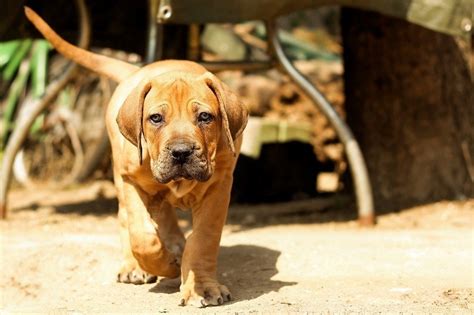 Boerboel Dog Breed Info Pictures Temperament And Facts Hepper