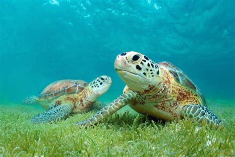 Where To See Sea Turtles In The Caribbean