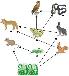 Food chain is a linear sequence of organisms which starts from producer organisms and ends with decomposer species. Food Chain and Food Web | Definition, Examples, Diagrams