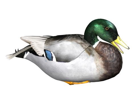 Duck Hunting Png Hd Transparent Duck Hunting Hdpng Images Pluspng