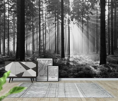 Forest Black And White Wallpaper From Birch Tree