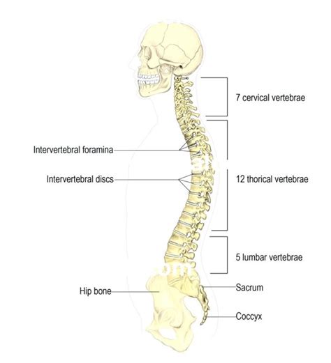 Diagram Of Human Backbone Vertebral Column Spine Structure Human Body