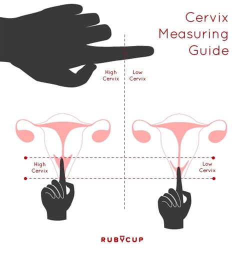 How To Insert A Menstrual Cup