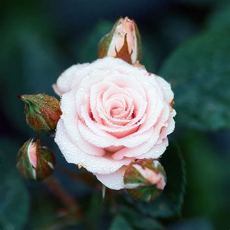 Pink Rose In Bloom During Daytime Hd Phone Wallpaper Peakpx