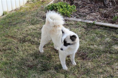 You can find icelandic sheepdog puppies priced from $0 usd to $0 usd with one of our credible breeders. ICELANDIC SHEEPDOG PUPPIES FOR SALE - Langhus Lukka Horse ...