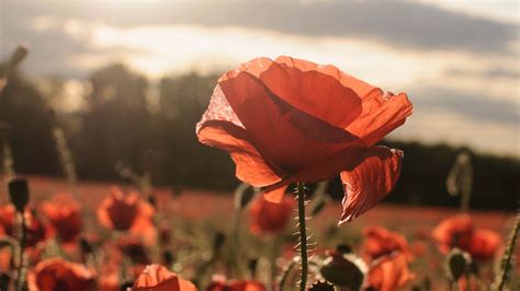 Download Wallpaper 1920x1080 Poppies Red Flowers Field Sunlight