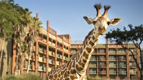 Disneys Animal Kingdom Lodge — Hotel Review Condé Nast Traveler