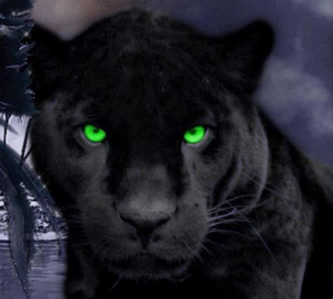 Black Panther Green Eyes