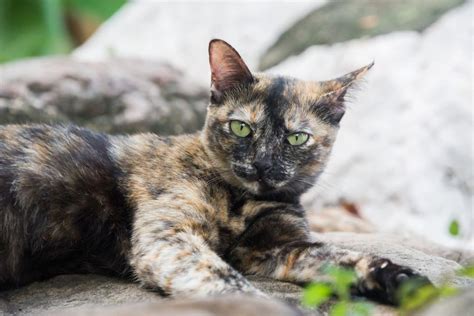 These Facts About Tortoiseshell Cats Prove Theyre The Divas Of The Cat