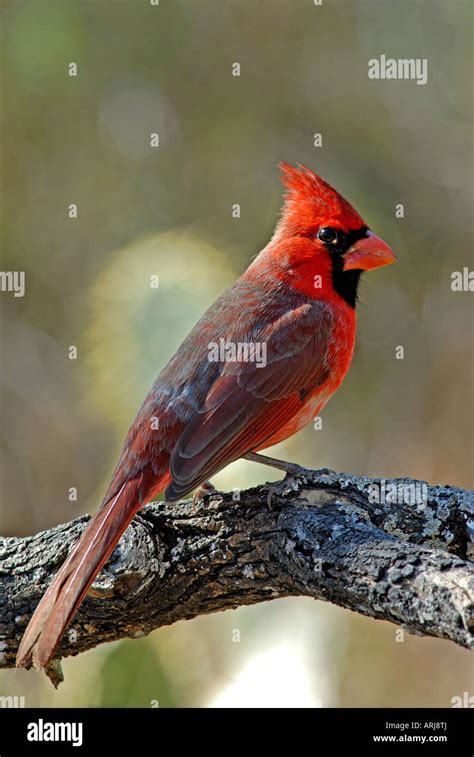 Northern Cardinal Cardinalis Cardinalis Red Bird Beautiful Bird