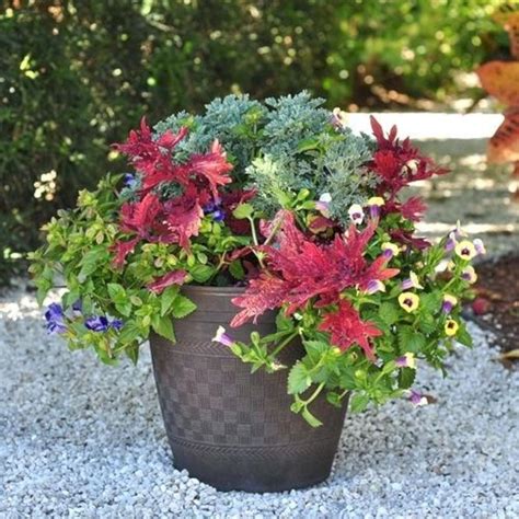 25 Gorgeous Full Sun Container Plants Ideas To Make Up Your Garden