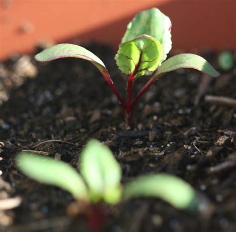 How To Grow Beetroot From Seed The Garden Of Eaden