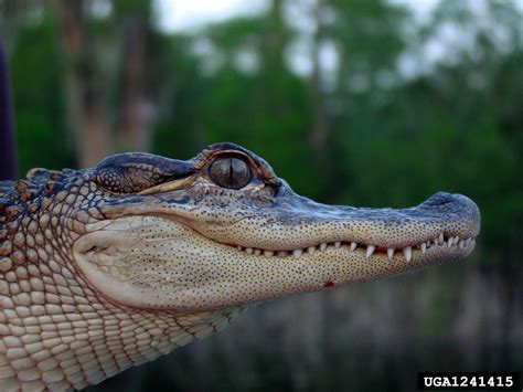 American Alligator Alligator Mississippiensis