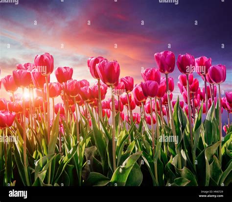 Pink Tulip Plantation At Sunset Stock Photo Alamy