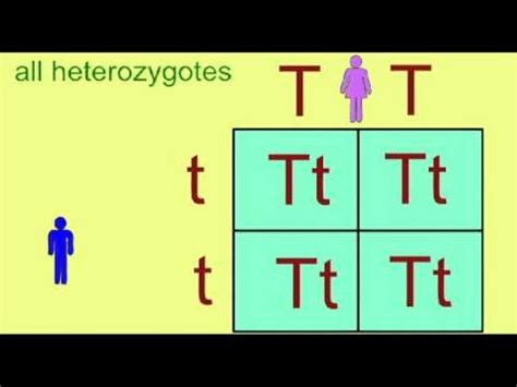 The end result of a punnett square is a probability. GENETICS: PUNNETT SQUARE - YouTube