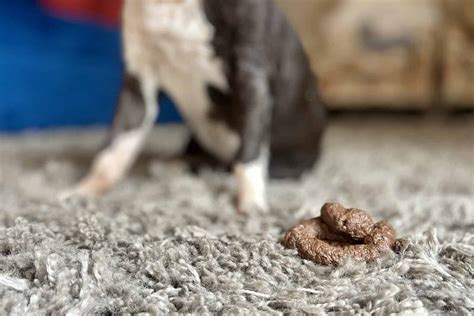 How To Clean Dog Diarrhea From Your Carpet Homeviable