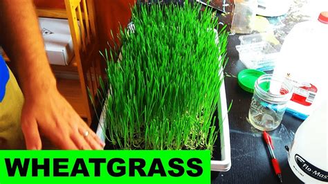 How To Grow Wheatgrass At Home Start To Finish Youtube