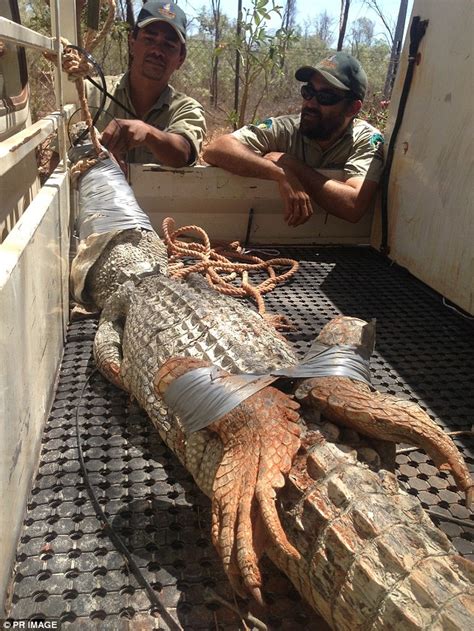 Massive Crab Creek 375m Crocodile Captured After It Was Terrorising