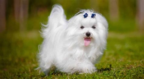 Maltese Dog Breed Information Facts Traits Pictures And More
