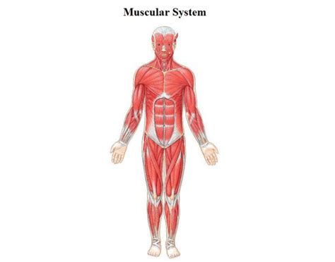 It permits movement of the body, maintains posture and circulates blood throughout the body. Anterior view of lower body muscles