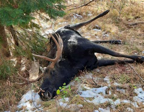 Fish And Game Seeking Information About Bull Moose Illegally Shot In
