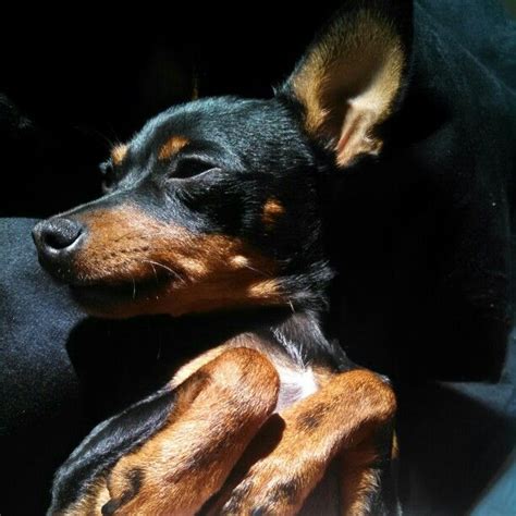 Good Morning Lulu Adorable Cute Animals Mini Pinscher Dog Pictures